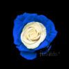 Blue Lollipop - Image 2