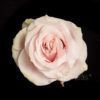 Pink Mondial - Image 2