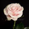 Pink Mondial