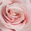Pink Mondial - Image 4