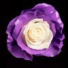 Purple Lolillop - Image 2