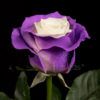 Purple Lolillop
