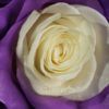 Purple Lolillop - Image 3