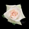 White O'hara - Image 2
