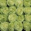 Wasabi - Image 3