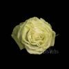 Wasabi - Image 2