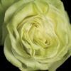 Wasabi - Image 4