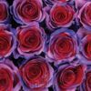 Candy Purple - Image 3