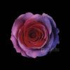 Candy Purple - Image 2