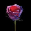 Candy Purple