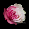 Tinted Marshmallow Flores verdes