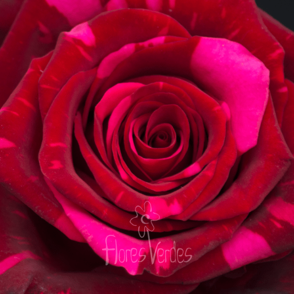 Red Panther macro flores verdes