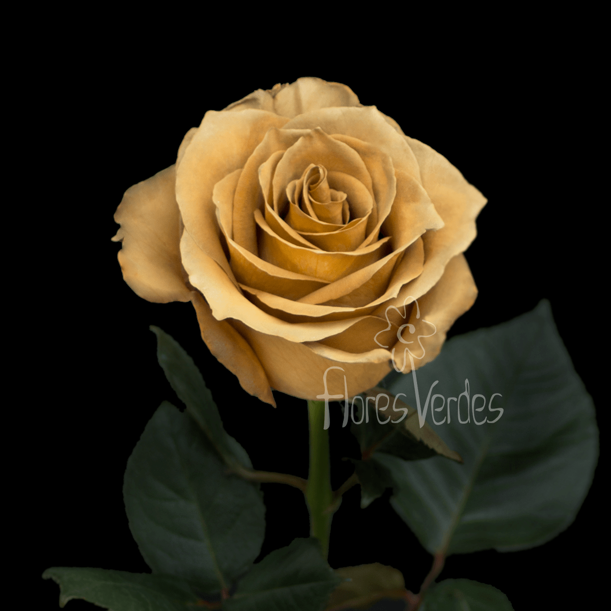 Monroe Flores Verdes Monroe Flores Verdes