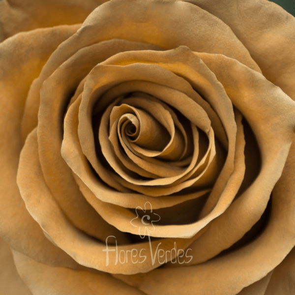 Tinted rose Flores verdes