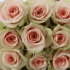 Absolut in Pink - Image 3
