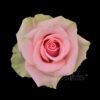 Absolut in Pink - Image 2