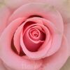 Absolut in Pink - Image 4
