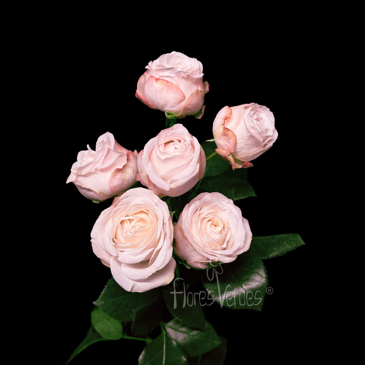 Bombastic Roses Spray Roses – Flores Verdes