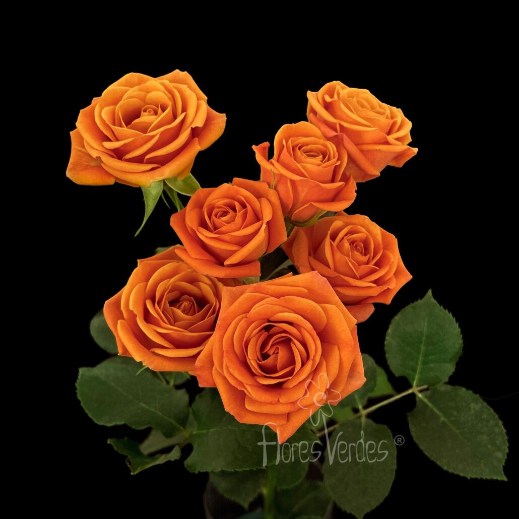 Shogun Spray Roses Spray Roses – Flores Verdes