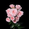 Pink Majolica
